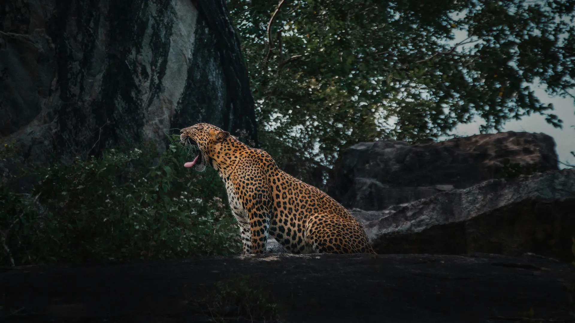 Wild Sri Lanka